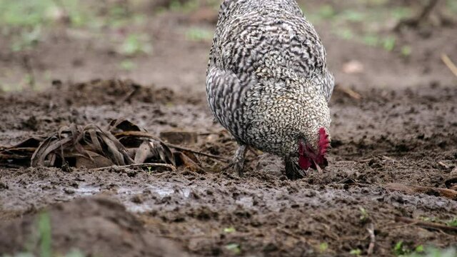 Close-up of one individual Kyrgyz chicken pecking at food in the manure. Gray speckled home bird looks for food in the remains of life in the free content. The concept of poultry farming