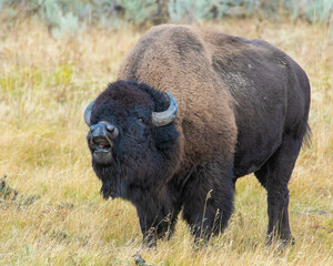 Bison Bull demonstrating the Flehman response