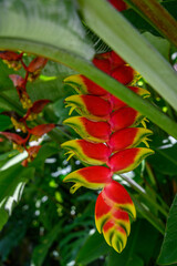 Closeup of a red and yellow Heliconia blooming in a garden, Arusha, Tanzania
