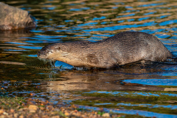 River Otter near the bank of a Colorado Lake