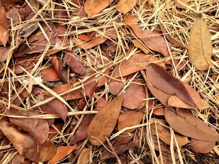 autumn leaves background