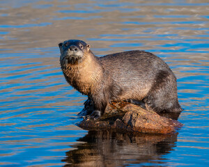 River Otter near the bank of a Colorado Lake
