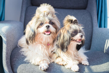 Shih Tzu sit on the chair