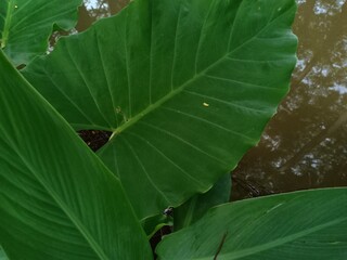 ornamental plant alocasia odora that grows in the garden