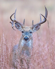 White  tailed Deer in Southwest Oklahoma