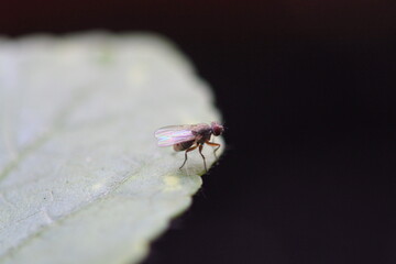 Fly is at the edge of a okra's leaf.