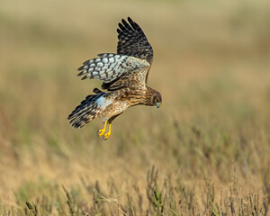 Northern Harrier hunting on the prairie