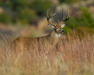 White-tailed Deer