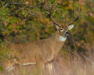 White  tailed Deer in Southwest Oklahoma