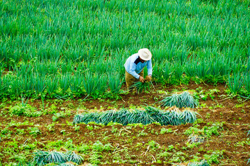 Outdoor view at shallot field in a village with farmers work in the morning captured high and long-distance angles. 