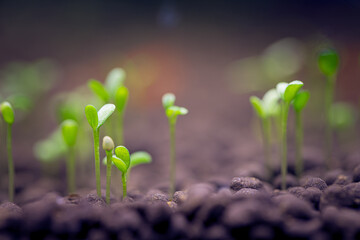 Seedlings of water plants