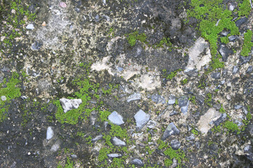 background texture: the surface of old concrete slab covered with moss or algae