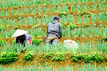 Outdoor view at shallot field in a village with farmers work in the morning captured high and long-distance angles. 
