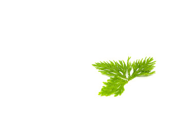 Fototapeta premium Selaginellaceae leaves