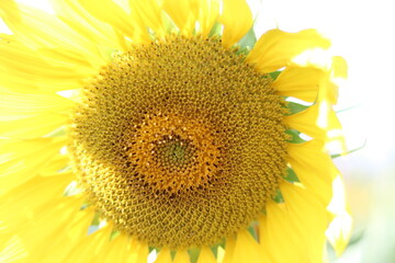 The sunflower is beautiful in the outdoor field and bright sky,Portrait.