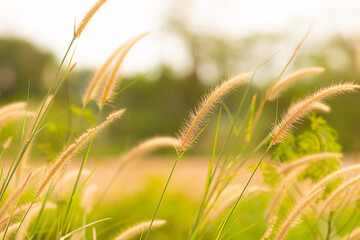 fountain flower blooming grass