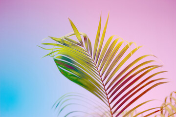colorful color palm leaves with shadow on wall concrete background.Silhouette abstract tropical leaf natural pattern for summer design .Soft image backdrop.