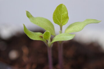 Sprouts of egg plant are growing in cultivated soil.