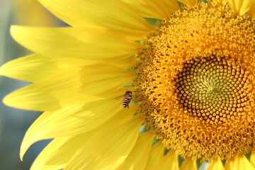 Obraz premium The sunflower is beautiful in the outdoor field and bright sky,Portrait.