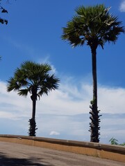palm trees on the beach