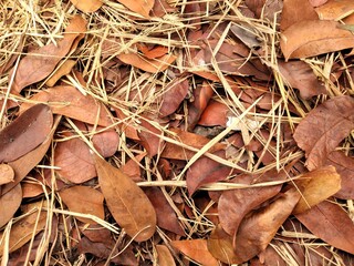 Autumn leaves
