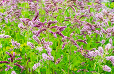 Close-up of a meadow medicinal aromatic plant water mint. Herbal medicine concept, environment. Horizontal orientation, selective and soft focus.