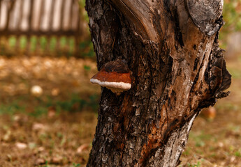 Brown chaga mushroom on old tree with cracked bark