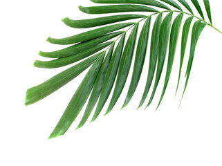 green palm leaf isolated on white background