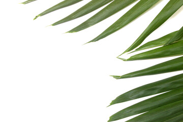 green palm leaf isolated on white background