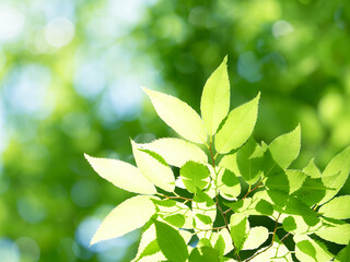 新緑　木漏れ日にかがやくケヤキの葉