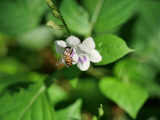 Honey Bee seeking nectar on white Chinese violet or coromandel or creeping foxglove ( Asystasia gangetica ) blossom in field with natural green background, Thailand