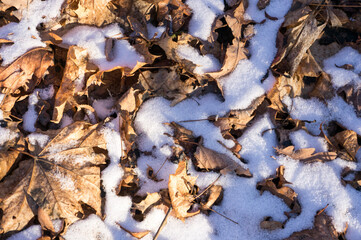 Autumn leaves with snow on the ground