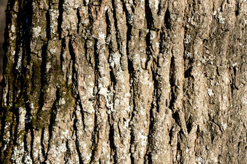 Tree bark covered with moss in the sun as a texture
