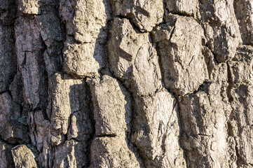 The roughened bark of a very old tree in the sun; the concept of old age, roughness, vitality, protection, defense