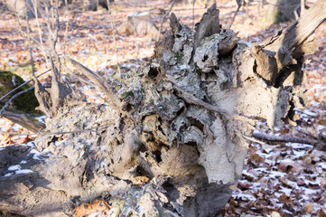Forest monster-old dried tree root in the autumn forest, concept, destruction, fear, unpleasant