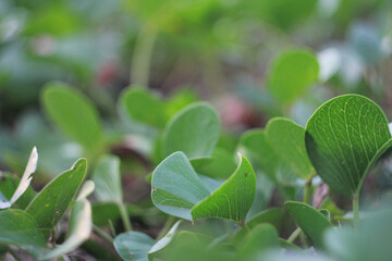 close up of green leaves