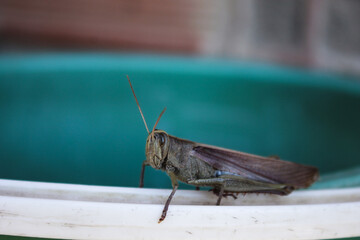 Grasshopper in a bucket