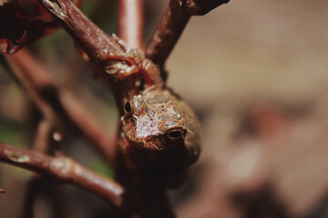 Macro of baby toad looking at camera