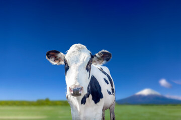 青空と緑の牧場を背景にしたカメラ目線の牛の正面