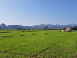 Landscape with a rice field and blue sky
