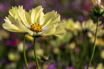 黄色いコスモス