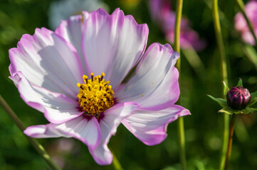 淡路のコスモス