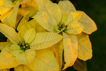 黄色のポインセチア
