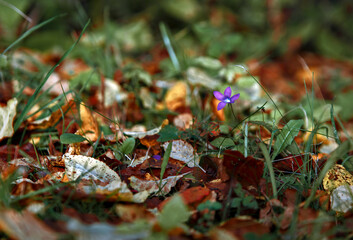 Lilac flower grows among fallen foliage and green grass