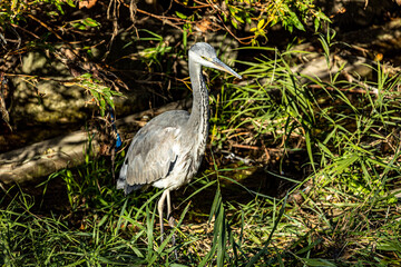 アオサギの若鳥