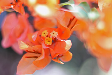 Blury  beautiful  wallpaper Bougainvillea flower
