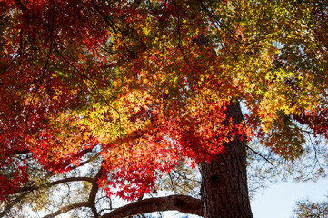 色鮮やかなもみじ
