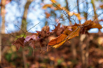 枝にかかった落ち葉