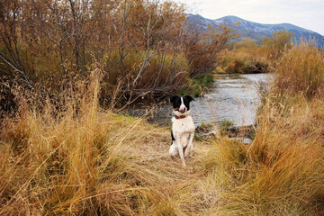 Naklejka na ściany i meble Mountain hike with a pet in autumn Kamchatka. A dog licking its nose sits on an island among the water