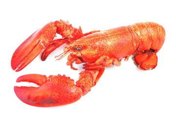 Lobster on white background